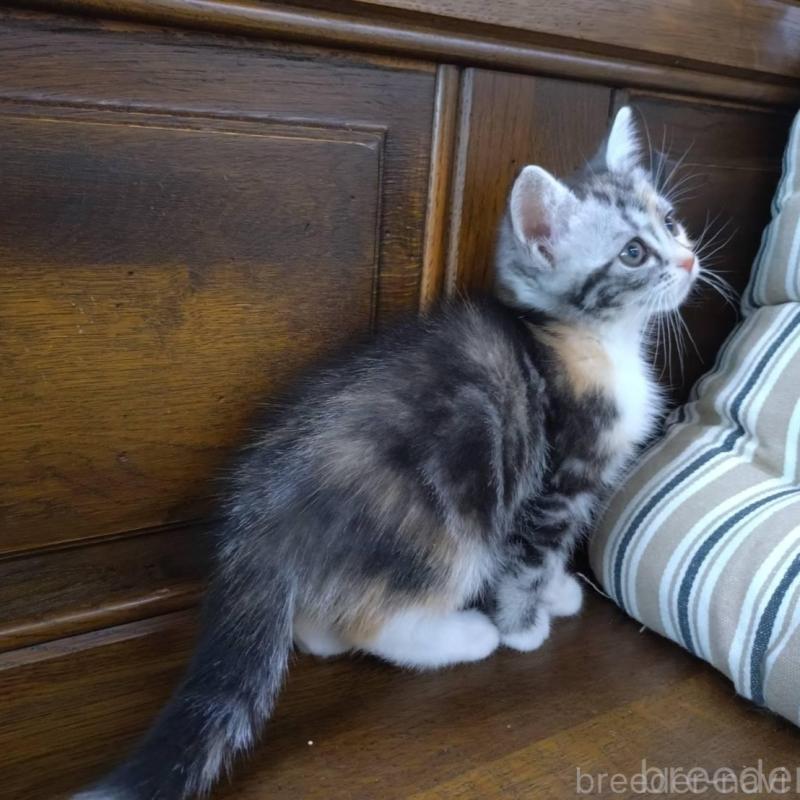 販売中の大阪府のマンチカン-140089の11枚目