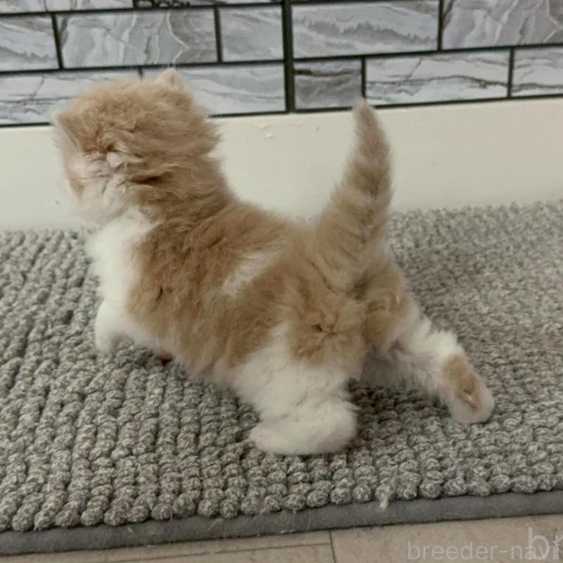 販売中の福岡県のマンチカン-140088の8枚目