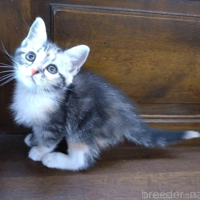 販売中の大阪府のマンチカン-140089