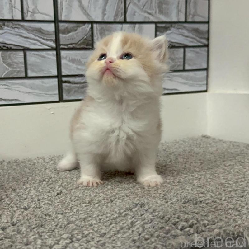 販売中の福岡県のマンチカン-140088の7枚目