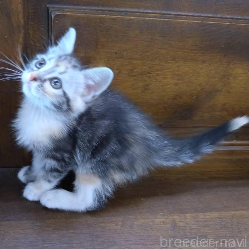 販売中の大阪府のマンチカン-140089の10枚目