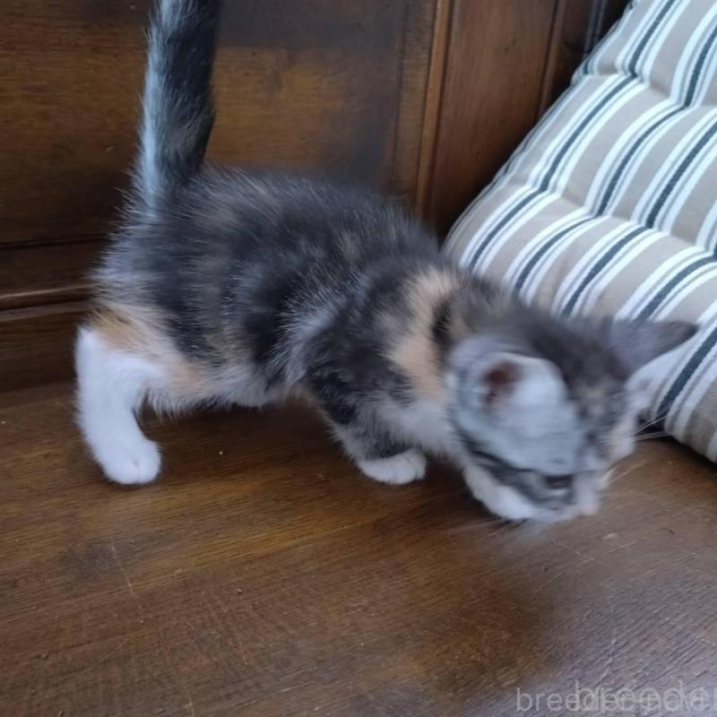 販売中の大阪府のマンチカン-140089の9枚目