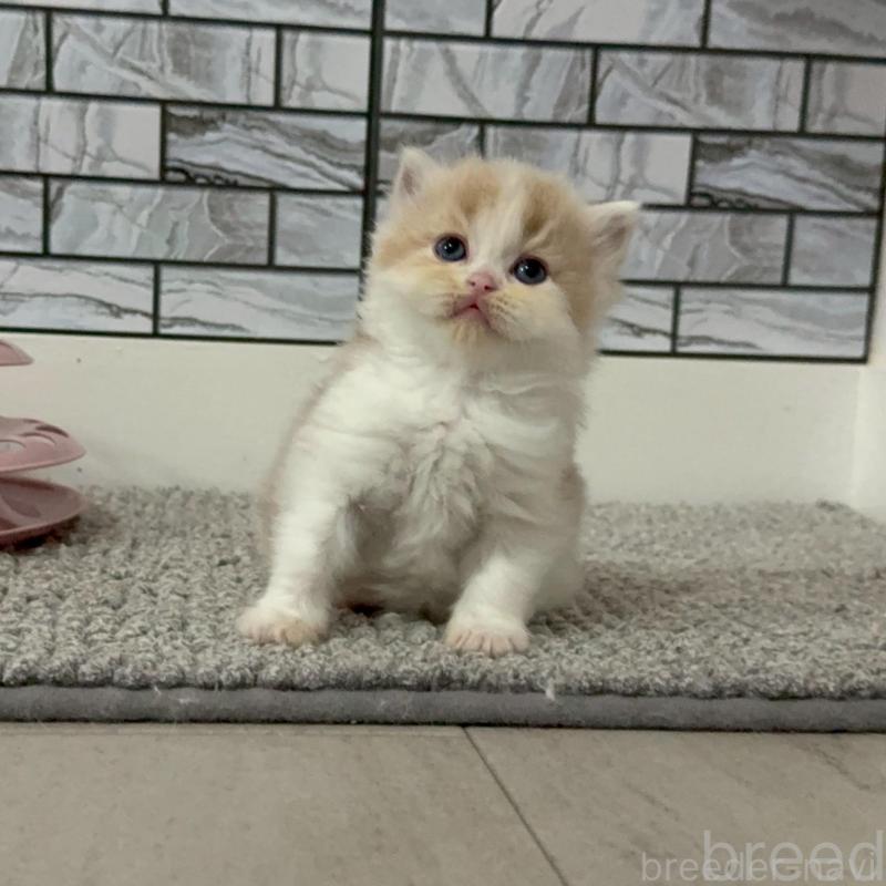 販売中の福岡県のマンチカン-140088の6枚目