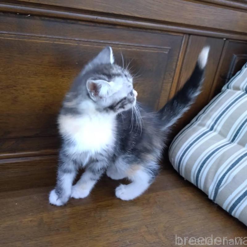 販売中の大阪府のマンチカン-140089の7枚目