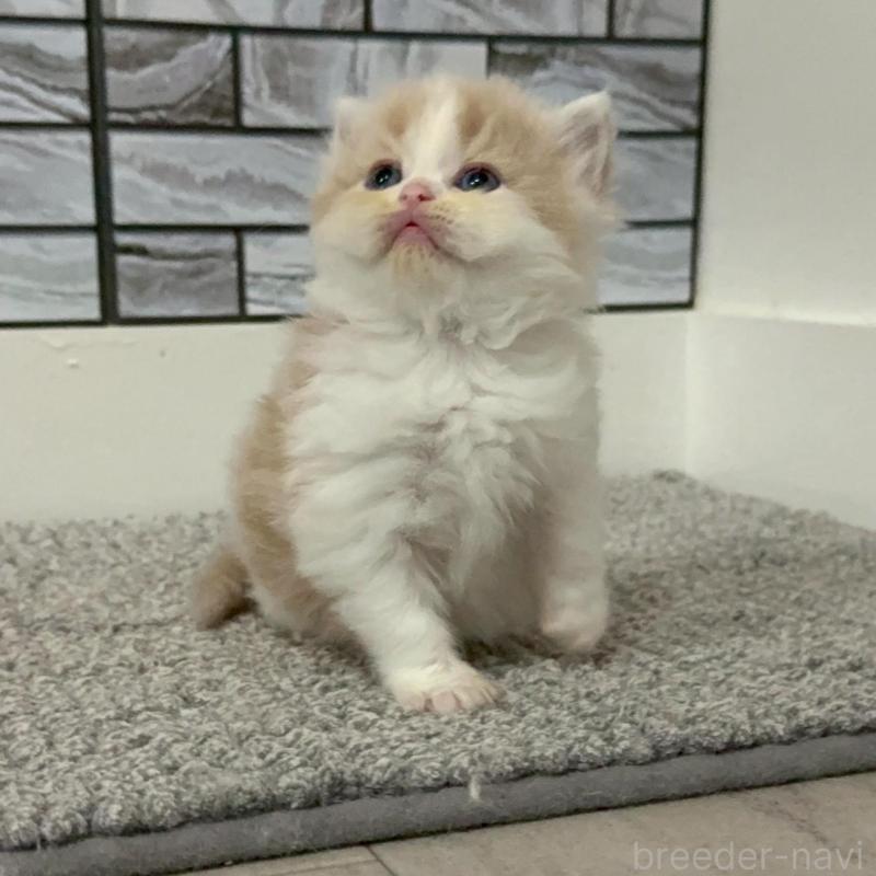 販売中の福岡県のマンチカン-140088の5枚目