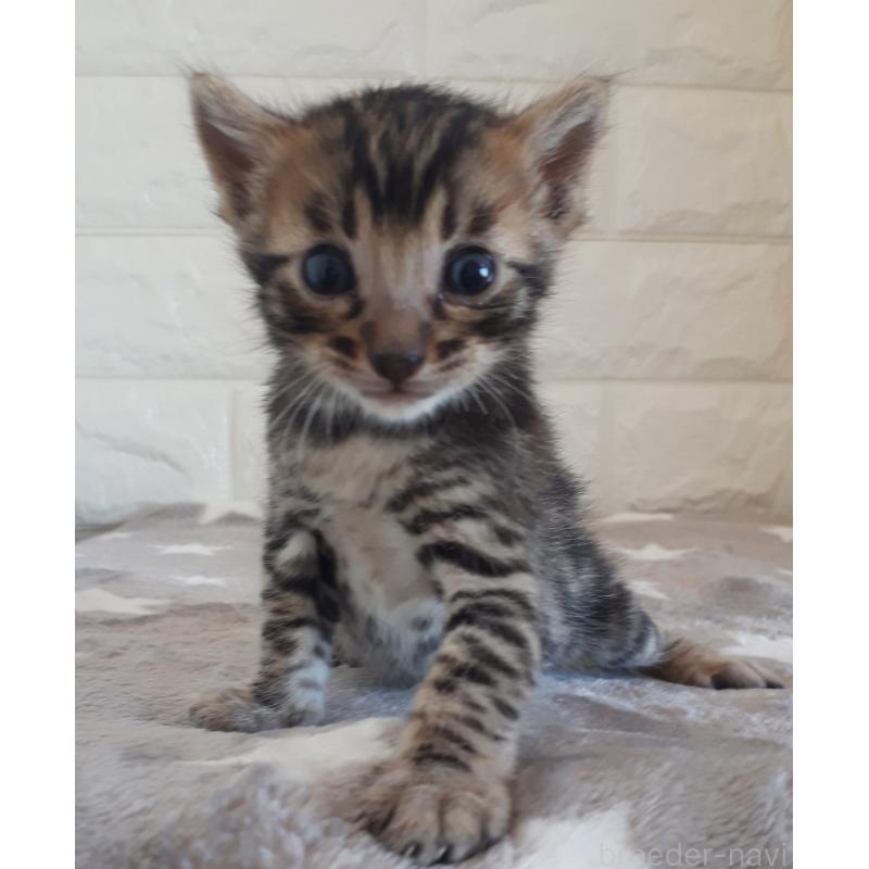 販売中の静岡県のベンガル-140090