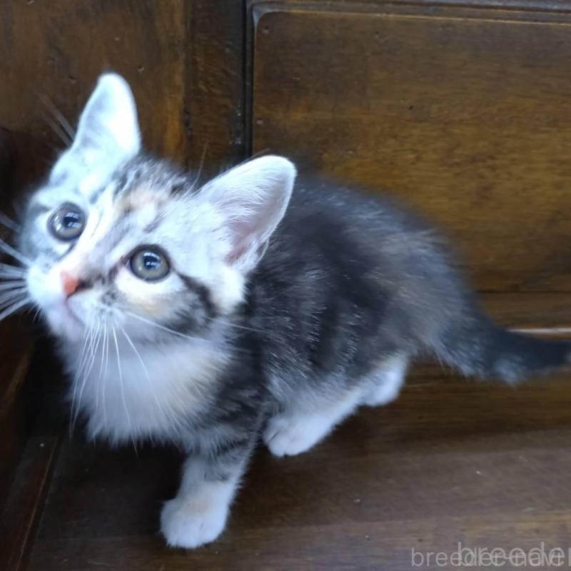 販売中の大阪府のマンチカン-140089の6枚目