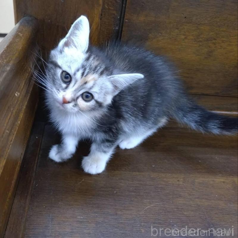 販売中の大阪府のマンチカン-140089の5枚目