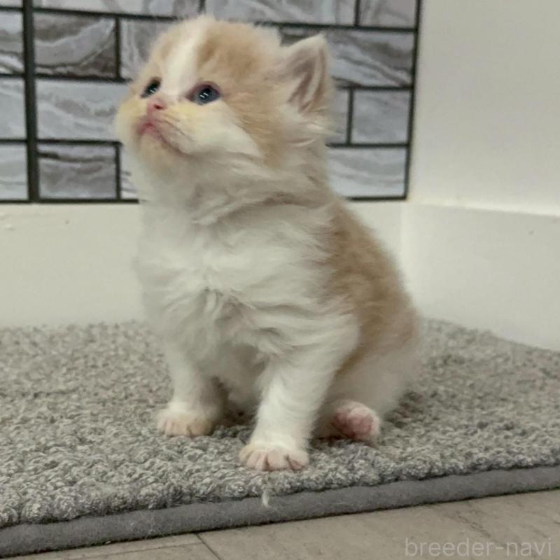 販売中の福岡県のマンチカン-140088の4枚目