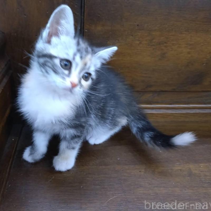 販売中の大阪府のマンチカン-140089の4枚目