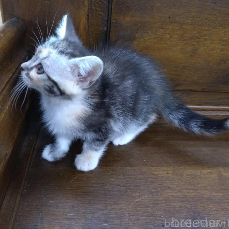 販売中の大阪府のマンチカン-140089の3枚目