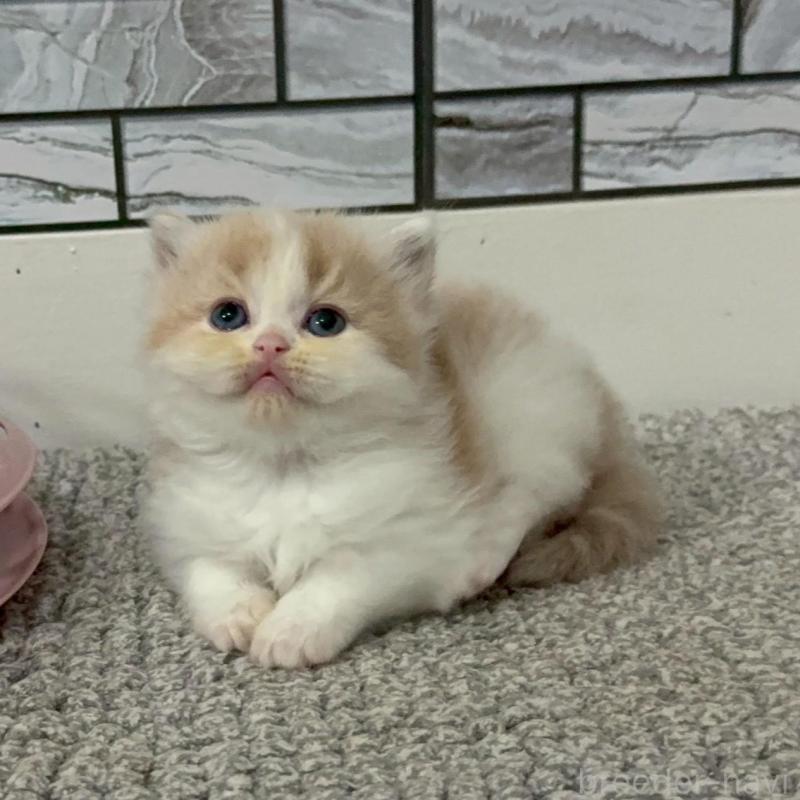 販売中の福岡県のマンチカン-140088の3枚目