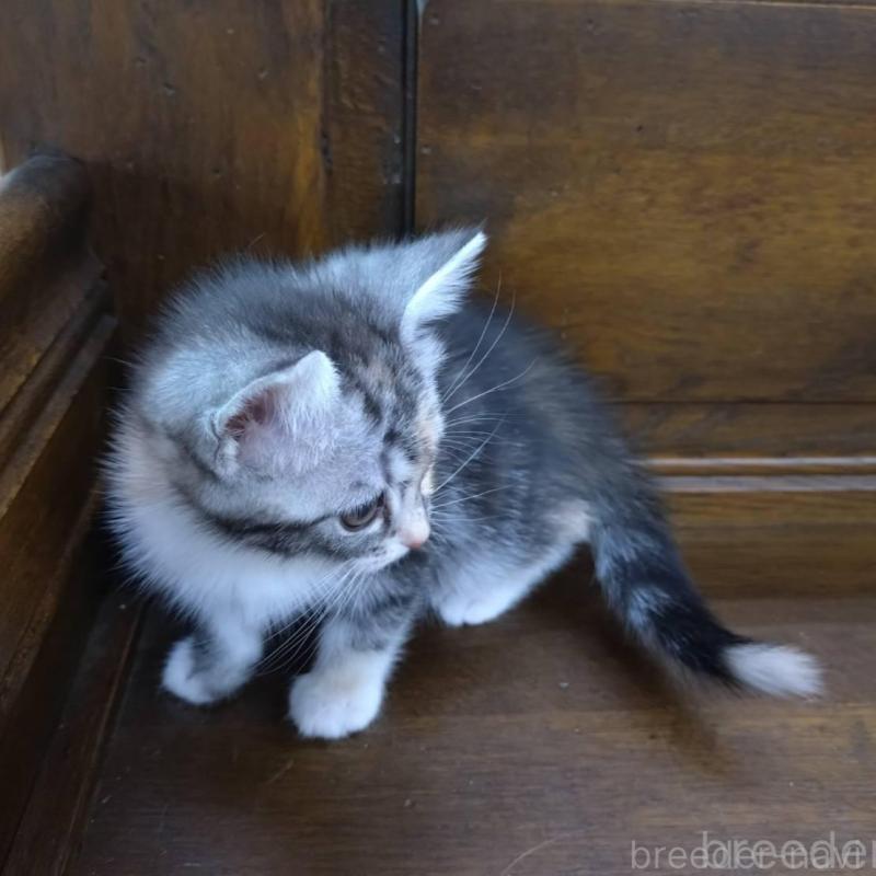 販売中の大阪府のマンチカン-140089の2枚目