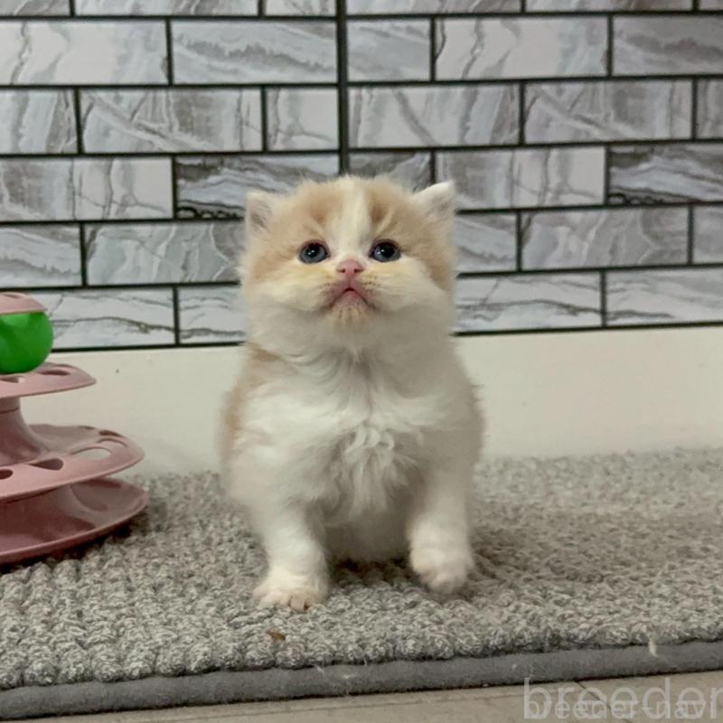 販売中の福岡県のマンチカン-140088の2枚目