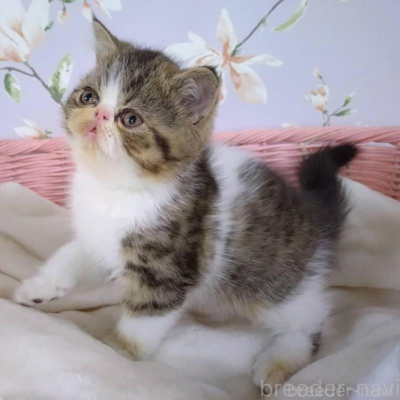 販売中の大阪府のエキゾチックショートヘア-140091