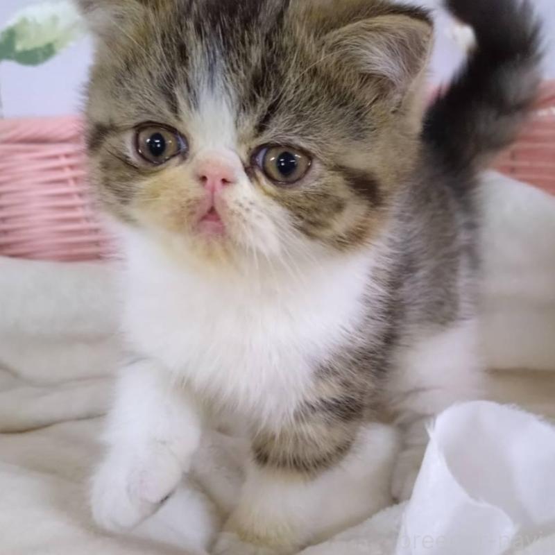 販売中の大阪府のエキゾチックショートヘア-140091の10枚目