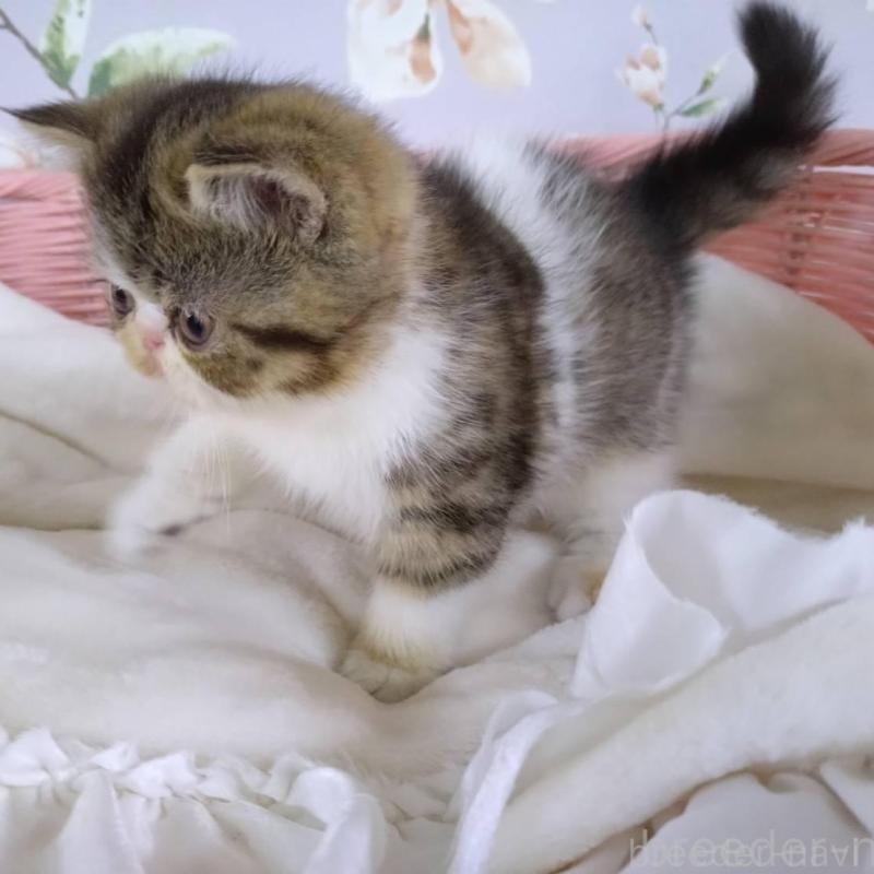 販売中の大阪府のエキゾチックショートヘア-140091の9枚目