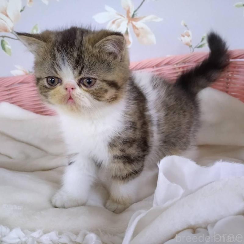 販売中の大阪府のエキゾチックショートヘア-140091の8枚目