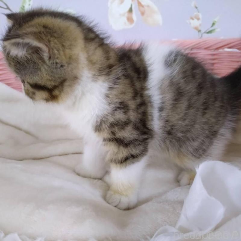 販売中の大阪府のエキゾチックショートヘア-140091の7枚目