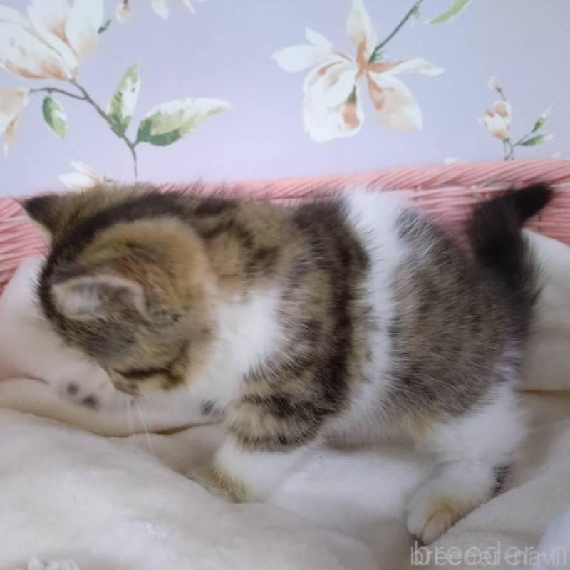 販売中の大阪府のエキゾチックショートヘア-140091の6枚目