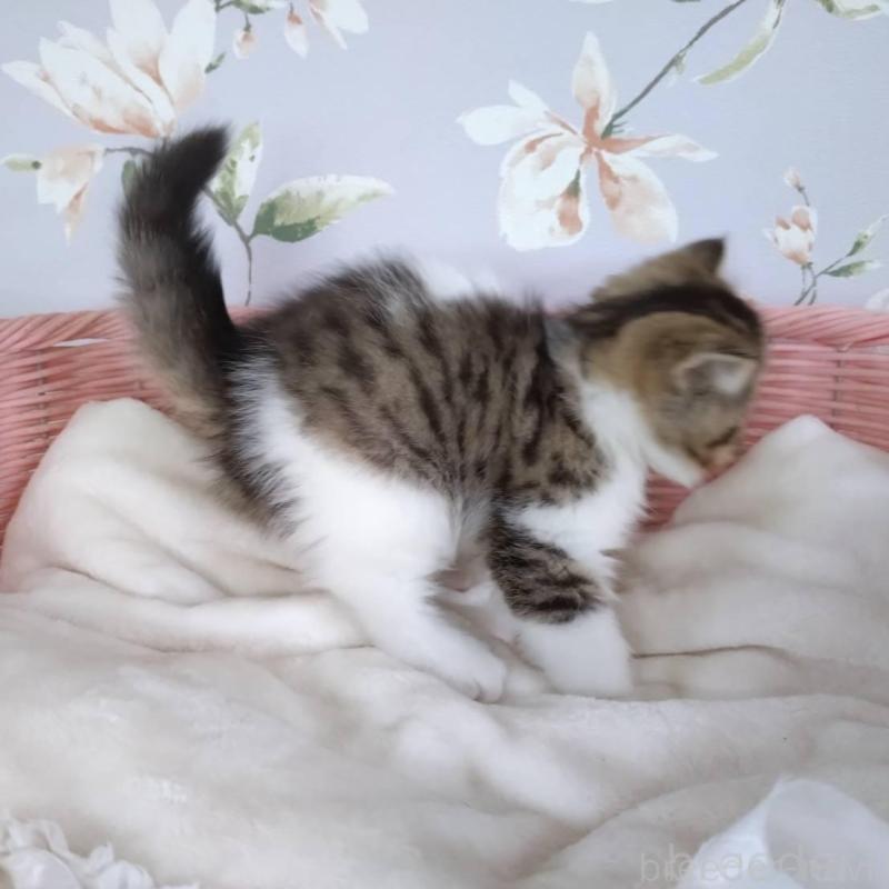 販売中の大阪府のエキゾチックショートヘア-140091の5枚目