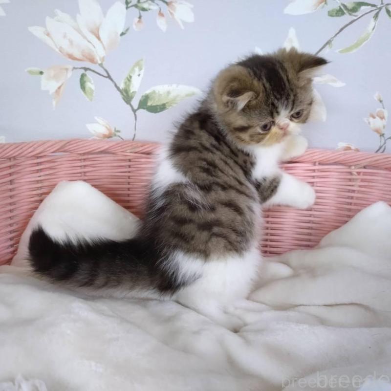 販売中の大阪府のエキゾチックショートヘア-140091の4枚目