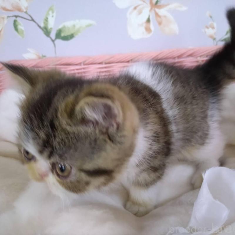 販売中の大阪府のエキゾチックショートヘア-140091の3枚目