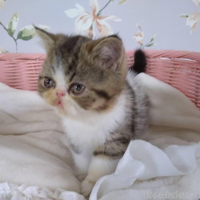 販売中の大阪府のエキゾチックショートヘア-140091の2枚目