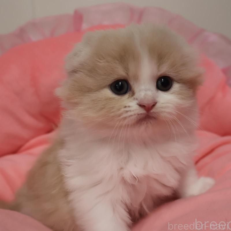 販売中の東京都のスコティッシュフォールド(折れ耳)-140092の1枚目