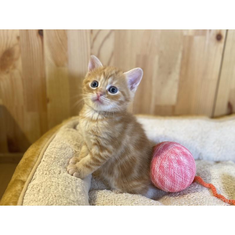 販売中の長野県のスコティッシュストレート-140093の10枚目