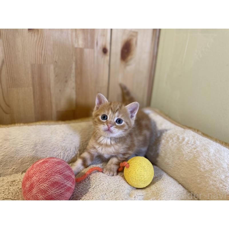 販売中の長野県のスコティッシュストレート-140093の8枚目