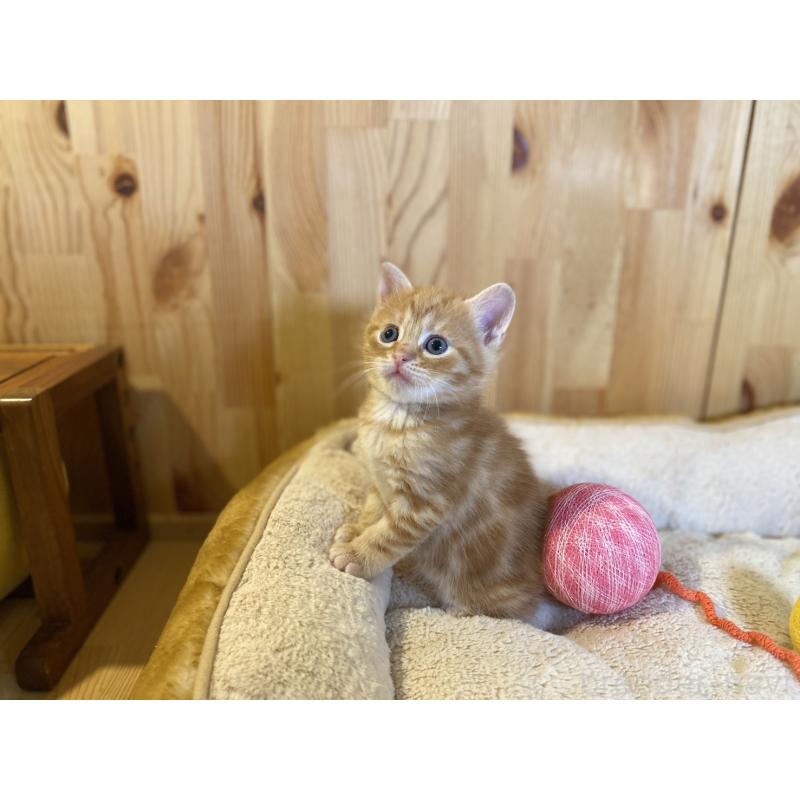 販売中の長野県のスコティッシュストレート-140093の7枚目