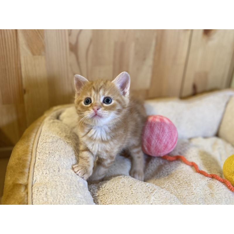 販売中の長野県のスコティッシュストレート-140093の6枚目