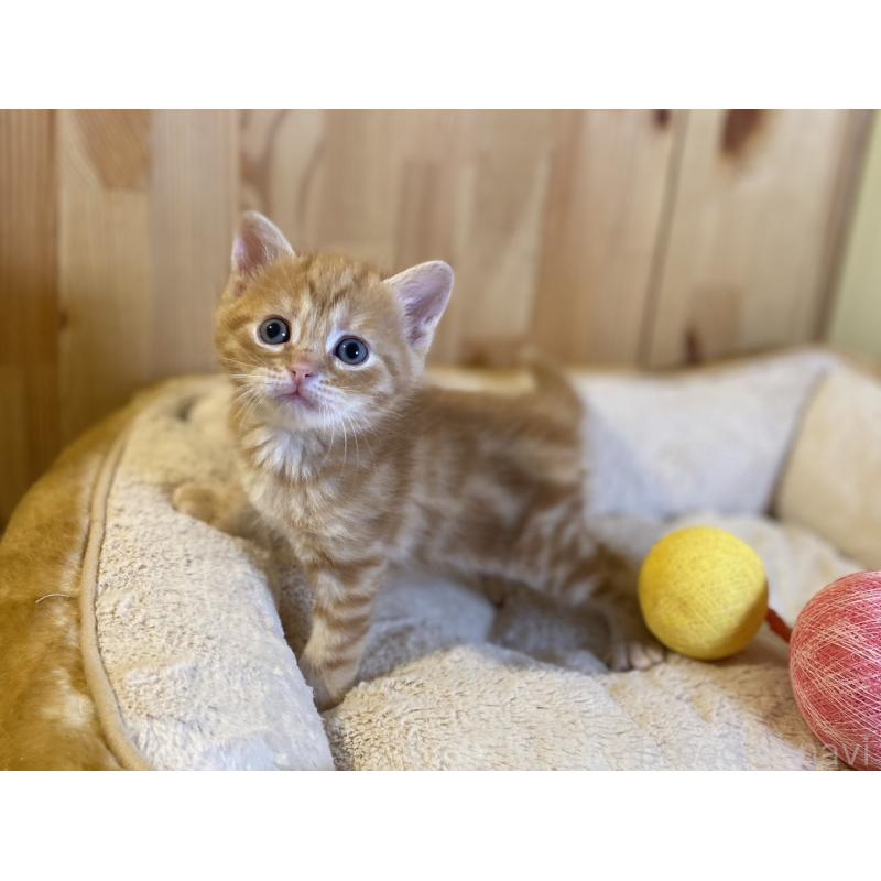 販売中の長野県のスコティッシュストレート-140093の5枚目