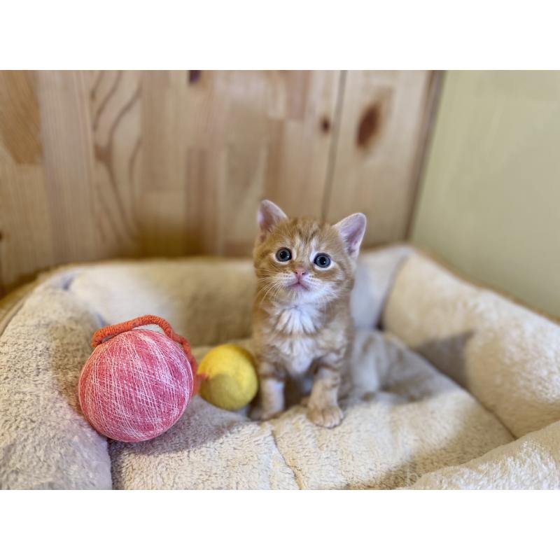 販売中の長野県のスコティッシュストレート-140093の4枚目