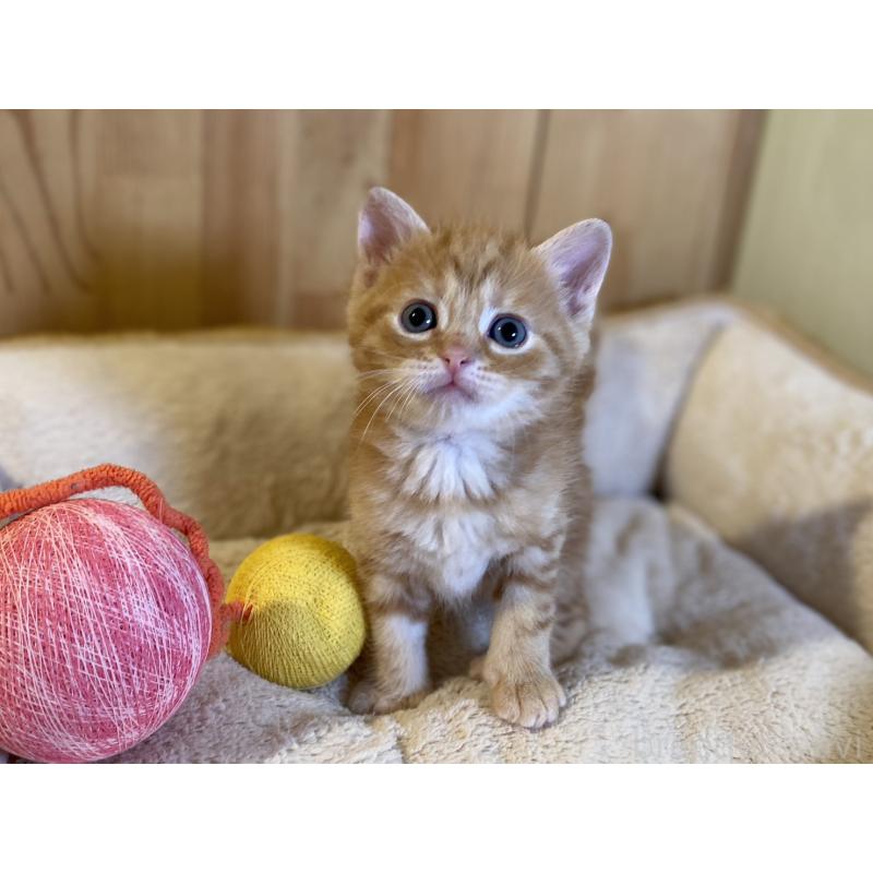 販売中の長野県のスコティッシュストレート-140093の3枚目