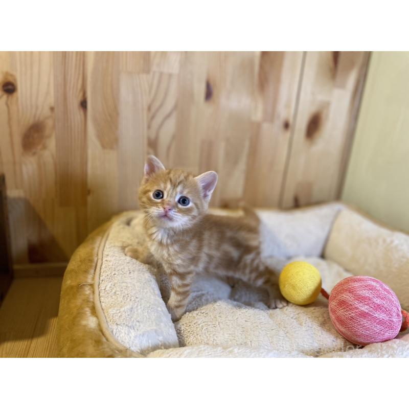 販売中の長野県のスコティッシュストレート-140093の2枚目