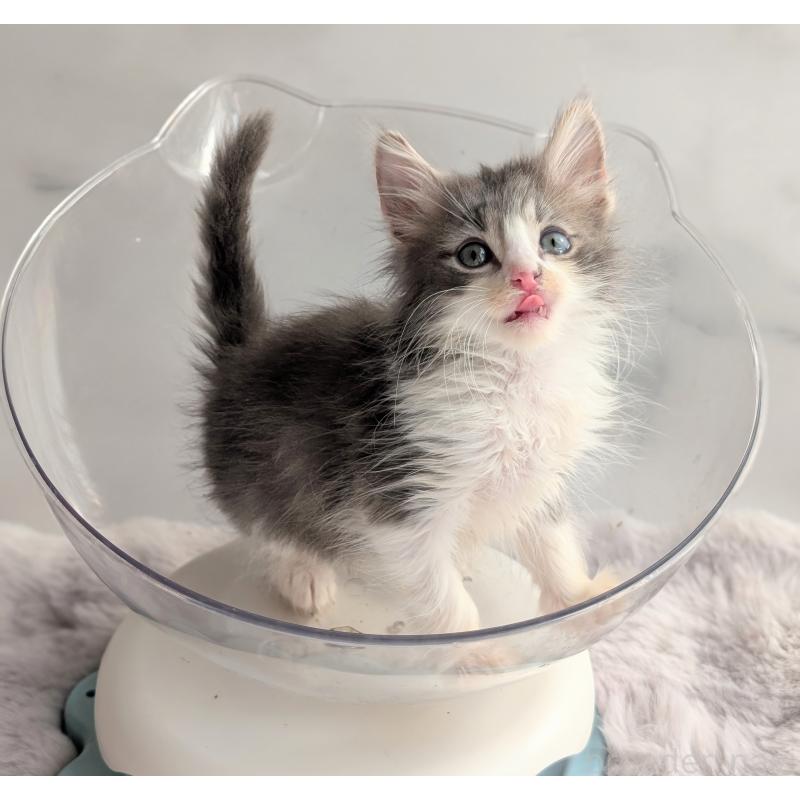 販売中の愛知県のノルウェージャンフォレストキャット-139551の4枚目