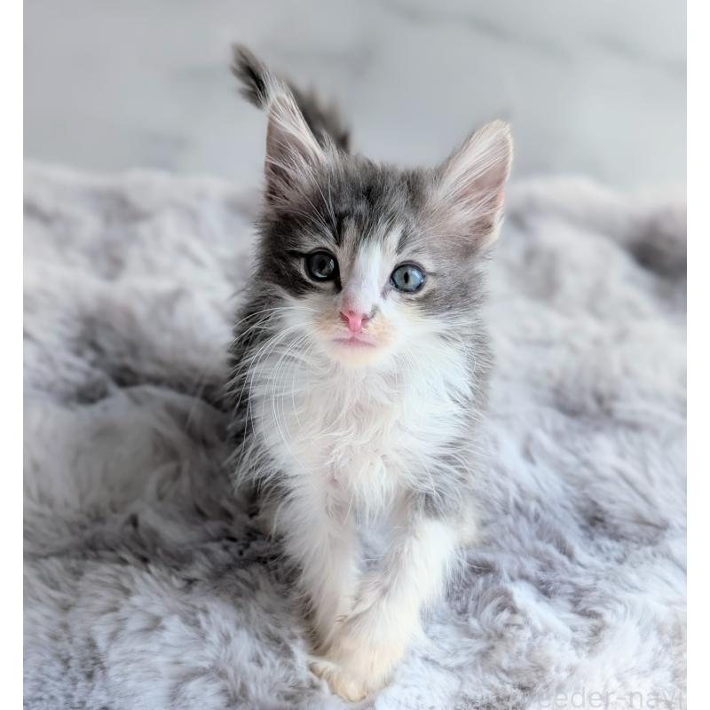 販売中の愛知県のノルウェージャンフォレストキャット-139551の3枚目