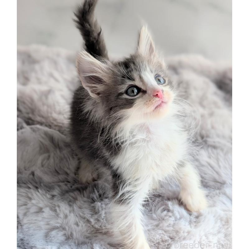 販売中の愛知県のノルウェージャンフォレストキャット-139551の2枚目