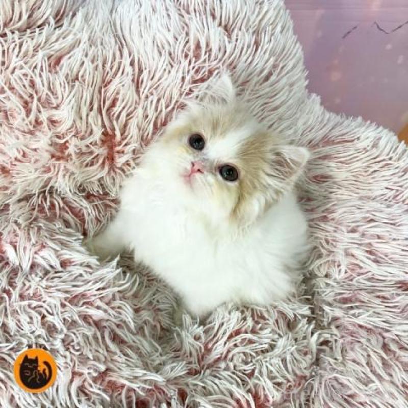 販売中の大阪府のスコティッシュフォールド-140094の1枚目