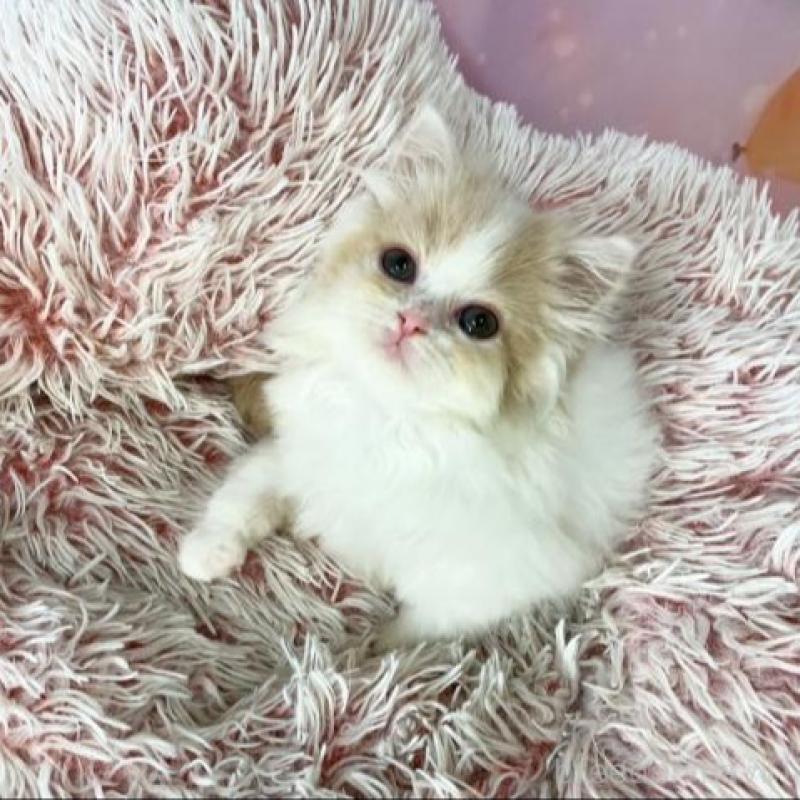 販売中の大阪府のスコティッシュフォールド-140094の6枚目