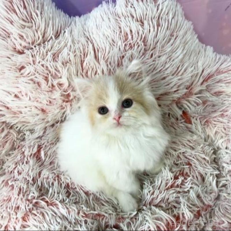 販売中の大阪府のスコティッシュフォールド-140094の5枚目