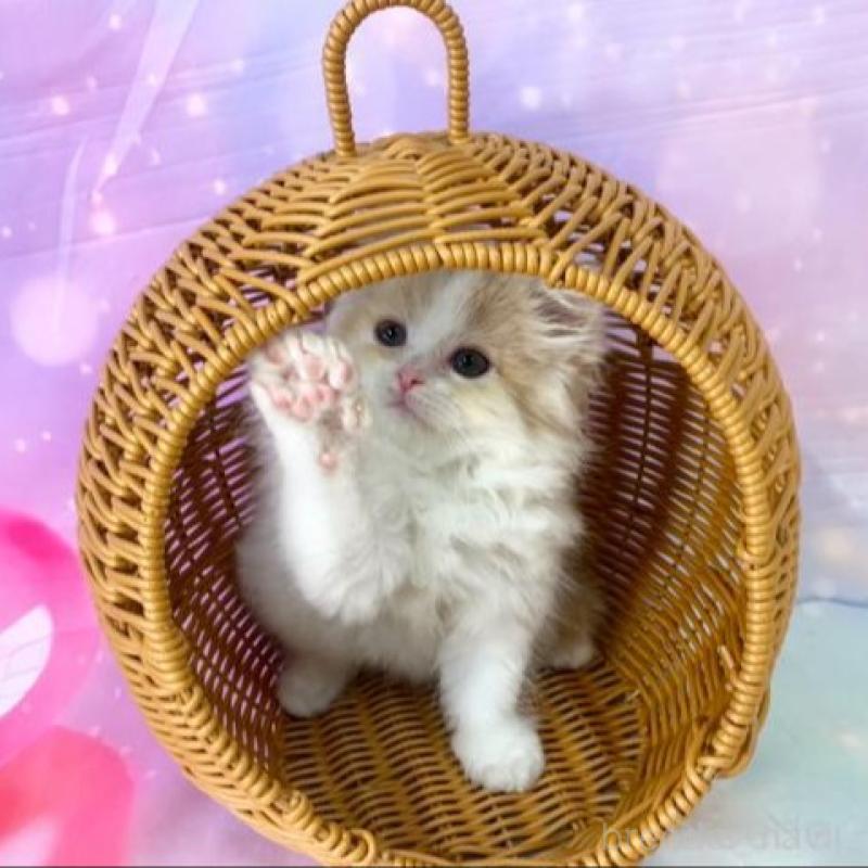 販売中の大阪府のスコティッシュフォールド-140094の4枚目