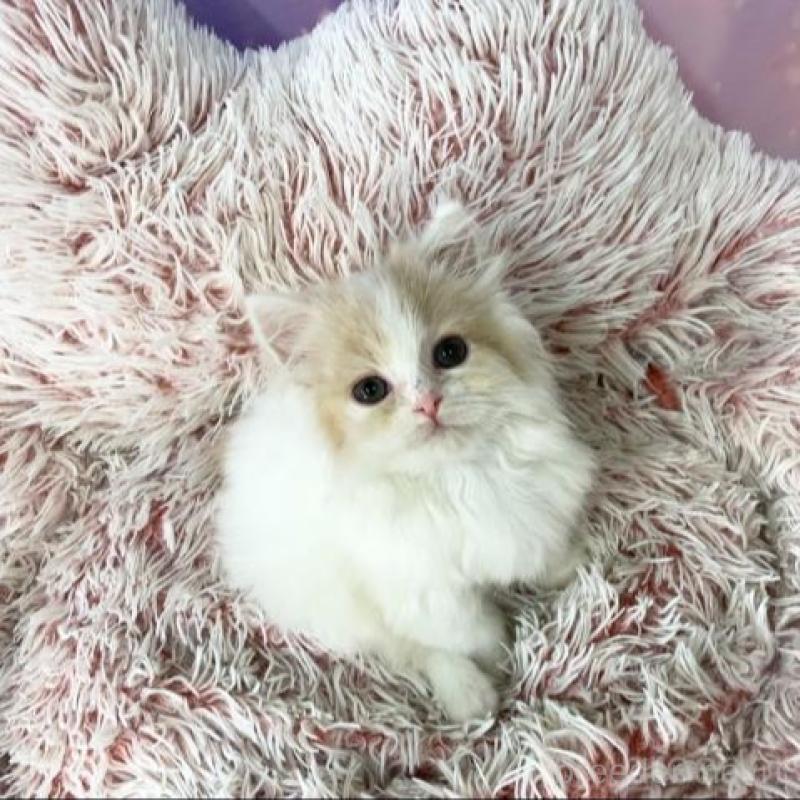 販売中の大阪府のスコティッシュフォールド-140094の3枚目