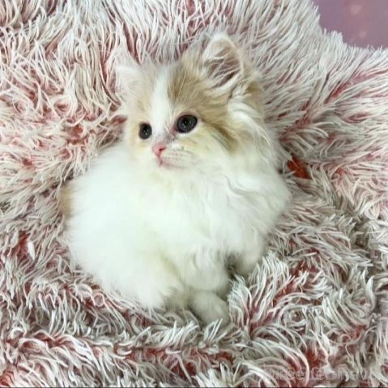 販売中の大阪府のスコティッシュフォールド-140094の2枚目