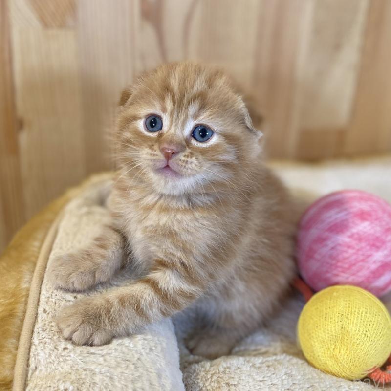 販売中の長野県のスコティッシュフォールド(折れ耳)-140095の1枚目