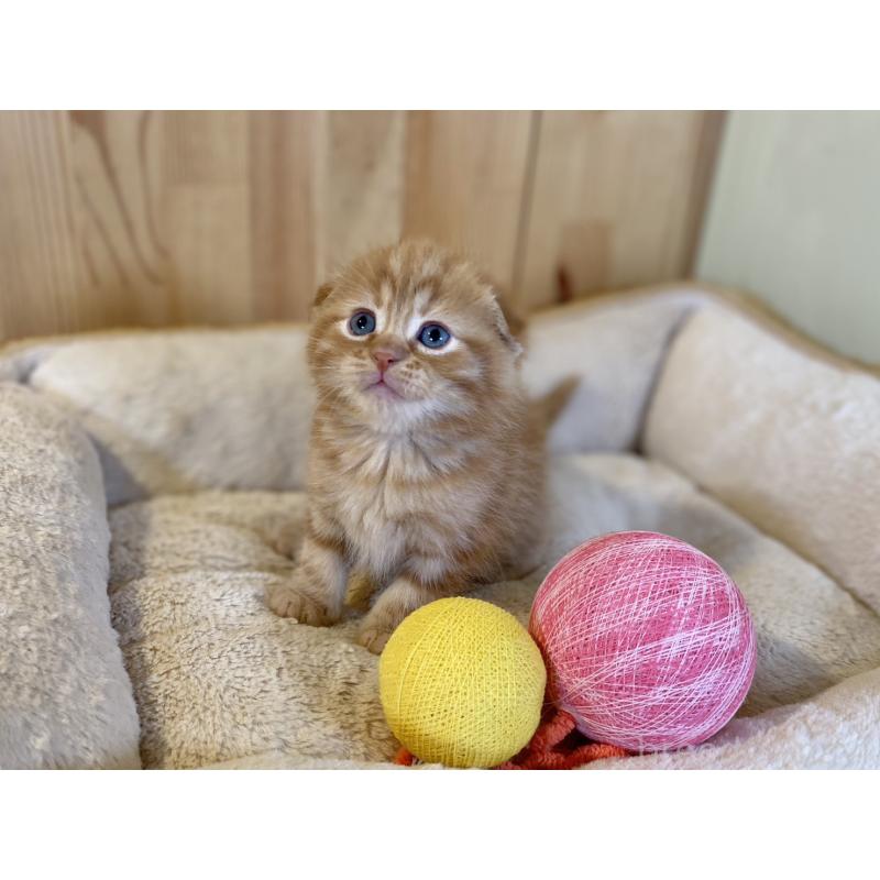 販売中の長野県のスコティッシュフォールド(折れ耳)-140095の8枚目