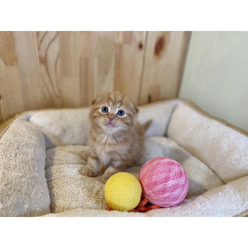 販売中の長野県のスコティッシュフォールド(折れ耳)-140095の7枚目