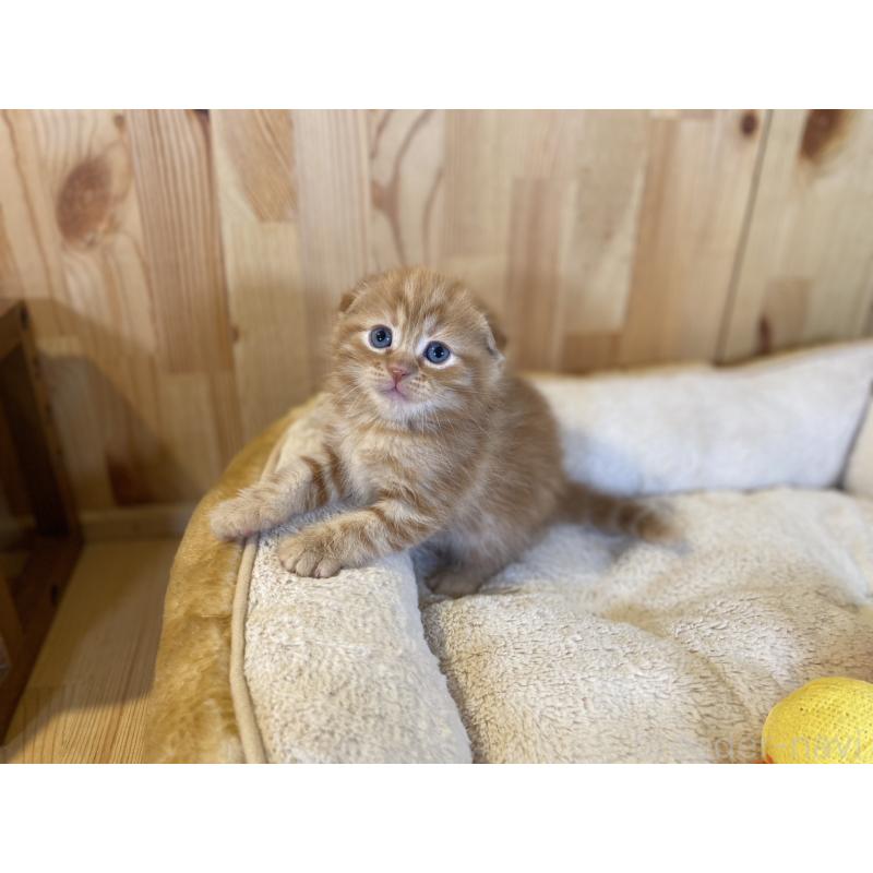 販売中の長野県のスコティッシュフォールド(折れ耳)-140095の6枚目